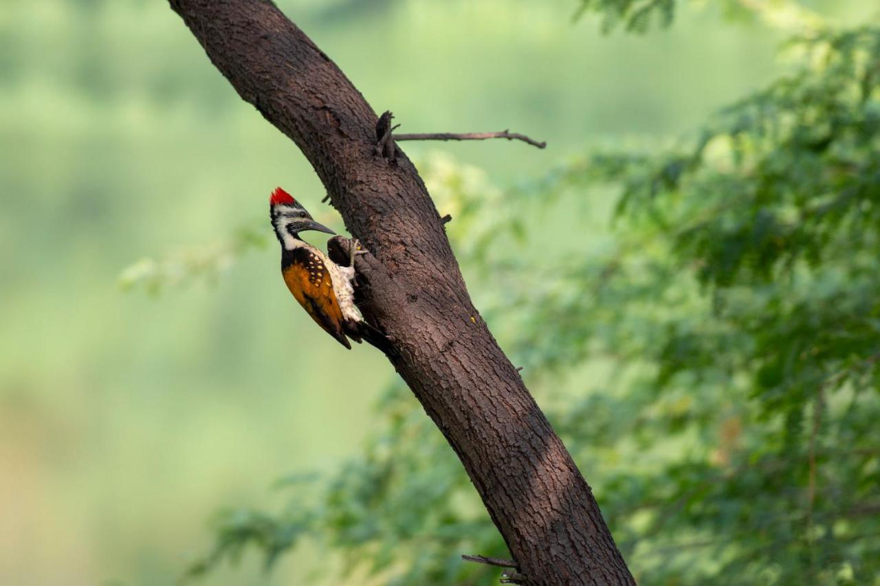 Dera Baghdarrah Nature Retreat Udaipur Exterior foto